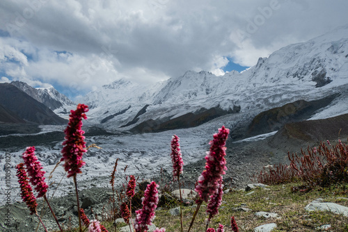  Incredible views of Diran and the Minapin Glacier from Rakaposhi Base Camp, Minapin, Nagar, Baltistan, Pakista photo