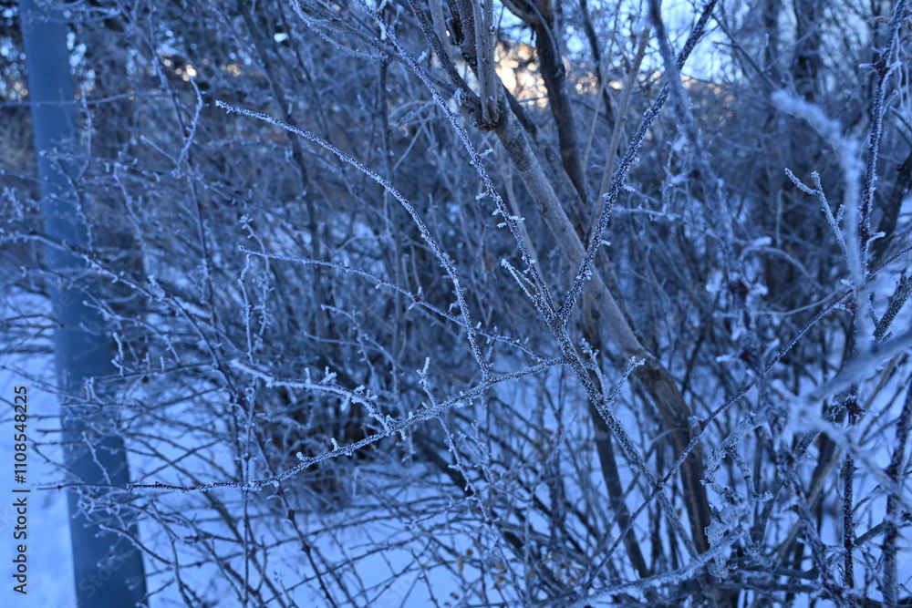 Obraz premium frost on the branches