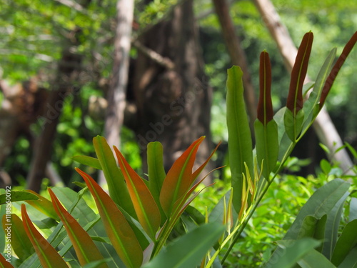 Leather fern or Swamp fern on blurred nature background . An ancient fern or Acrostichum aureum L. The single leaf is oval, green and parallel. When grows up, will have pinnate,spear-like appearance
 photo