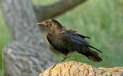 Carrion Crow (Corvus corone) in natural habitat photo