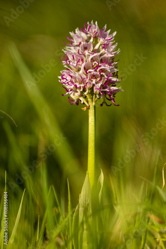 Wallpaper Mural Wild flower Monkey Orchid (Orchis simia) in natural habitat Torontodigital.ca