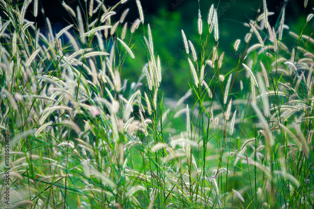 Obraz premium Lush Green Field of Blades with White Grass Flowers in Nature