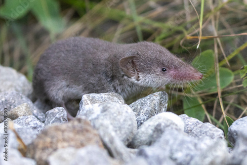 Eine Hausspitzmaus in der Seitenansicht photo