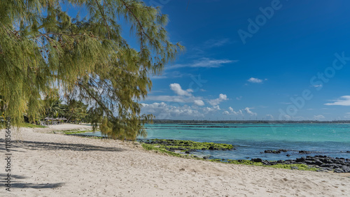 The tree Casuarina cunninghamiana leaned over the sandy beach. Green branches against the blue sky and clouds. Black volcanic boulders, green algae by the water. The turquoise ocean is calm. Mauritius photo