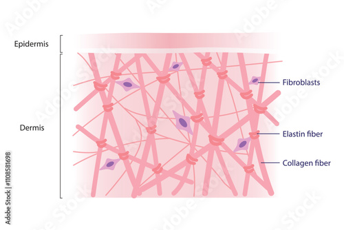 Cross section of high density of collagen, elastin fibers and fibroblasts in the dermis layer vector illustration on white background. Formation of collagen and elastin are produced by fibroblasts.