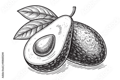 avocado sketch engraving drawing vector illustration