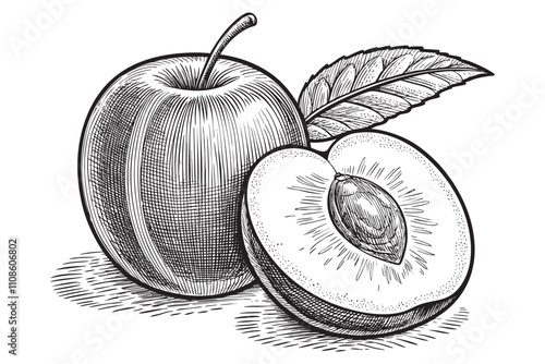 jujube sketch engraving drawing vector illustration