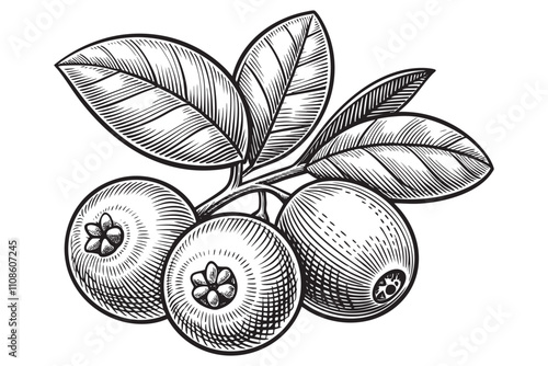 cranberry sketch engraving drawing vector illustration