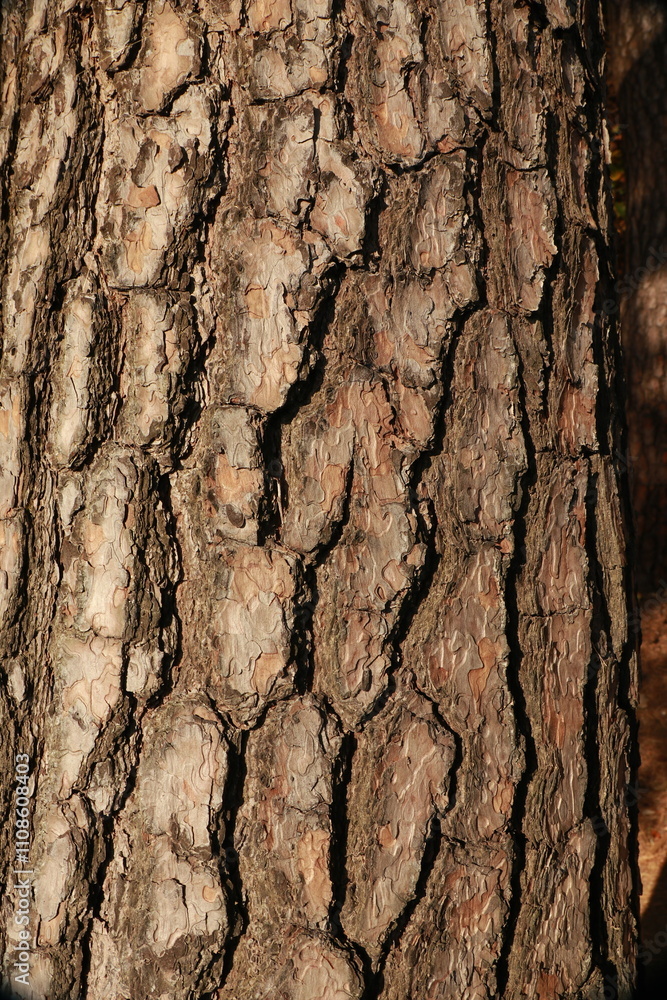Obraz premium 소나무 껍질