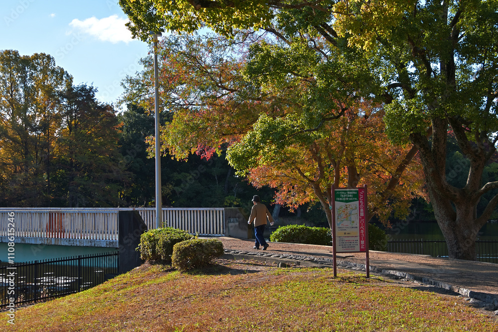 Fototapeta premium 池の周りにある落葉樹が赤や黄色に色づき始めた公園の風景