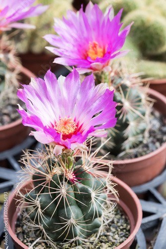 Beautiful Glory of Texas (Thelocactus bicolor) flower. photo