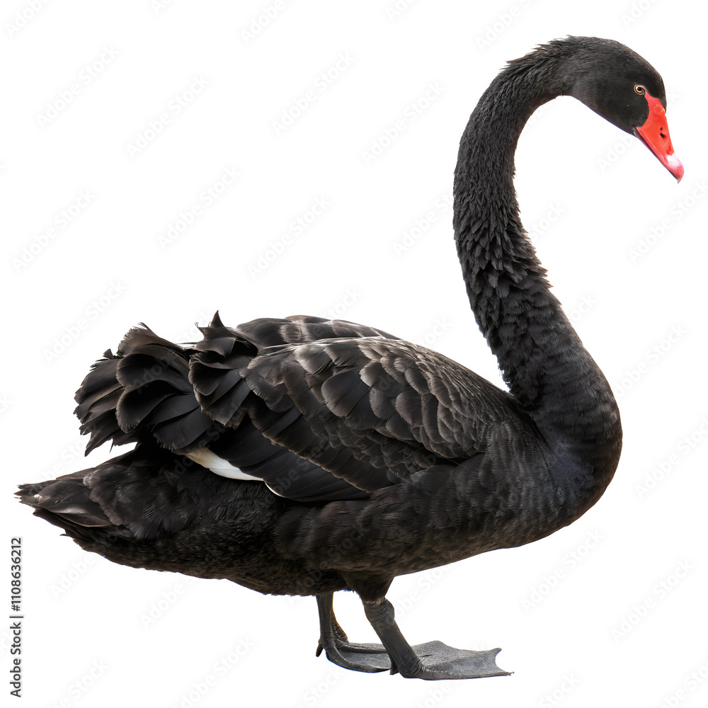 Fototapeta premium Black Swan. 