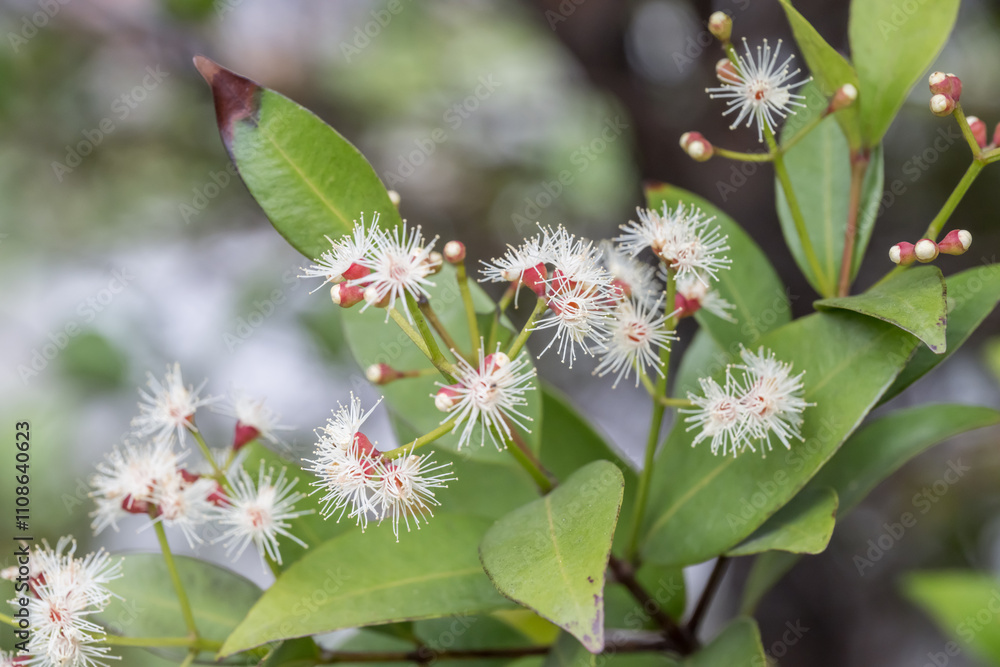 Fototapeta premium Beautiful Red Lip (syzygium myrtifolium) flowers.