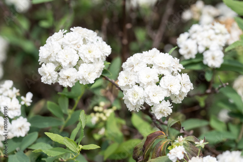 Beautiful Reeve's Spirea (spiraea cantoniensis) flowers.