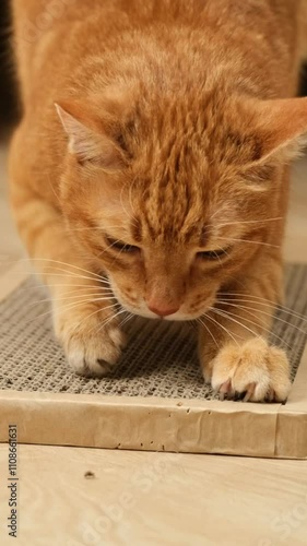 Close-up of red cat sharpens its claws on a cardboard scratching post in slow motion(120fps). Vertical orientation.