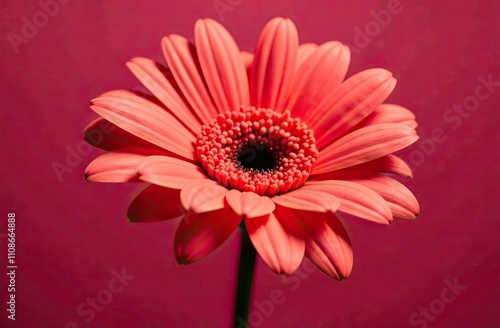 A vibrant pink gerbera daisy stands tall, displaying its unique petals and intricate central features against a colorful backdrop. Generative AI