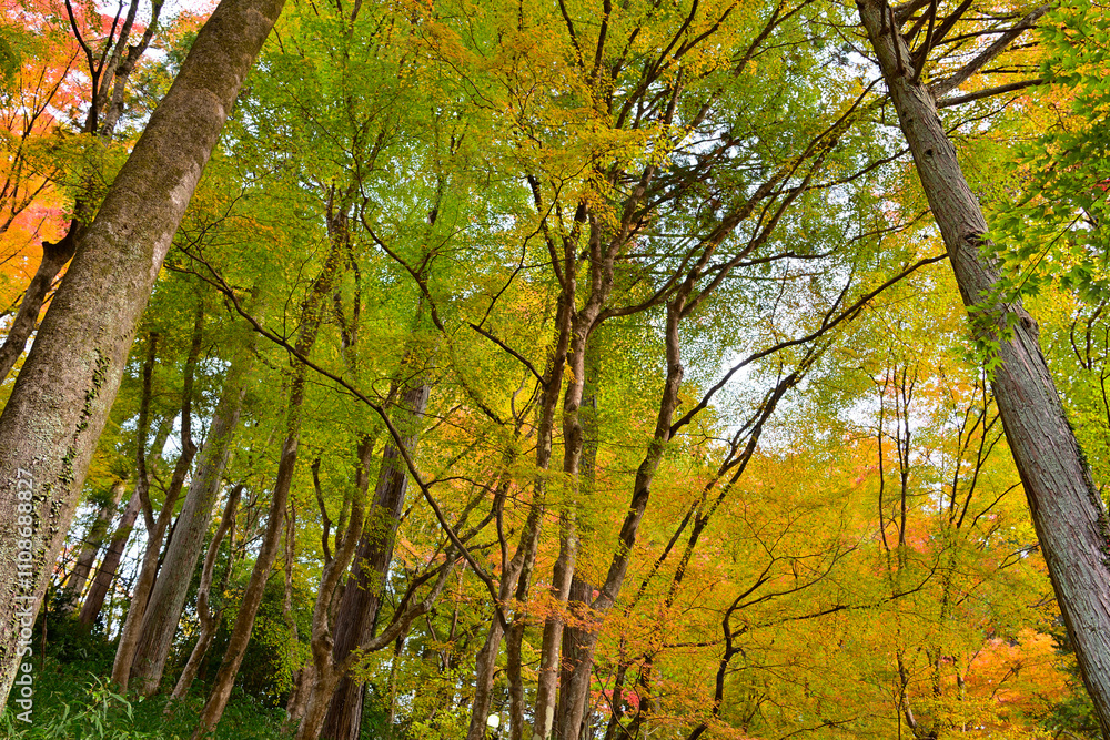 Fototapeta premium 紅葉した木々