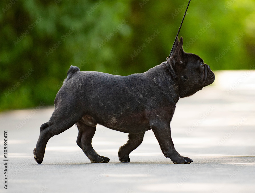 Obraz premium black french bulldog posing in the summer against a background of green trees