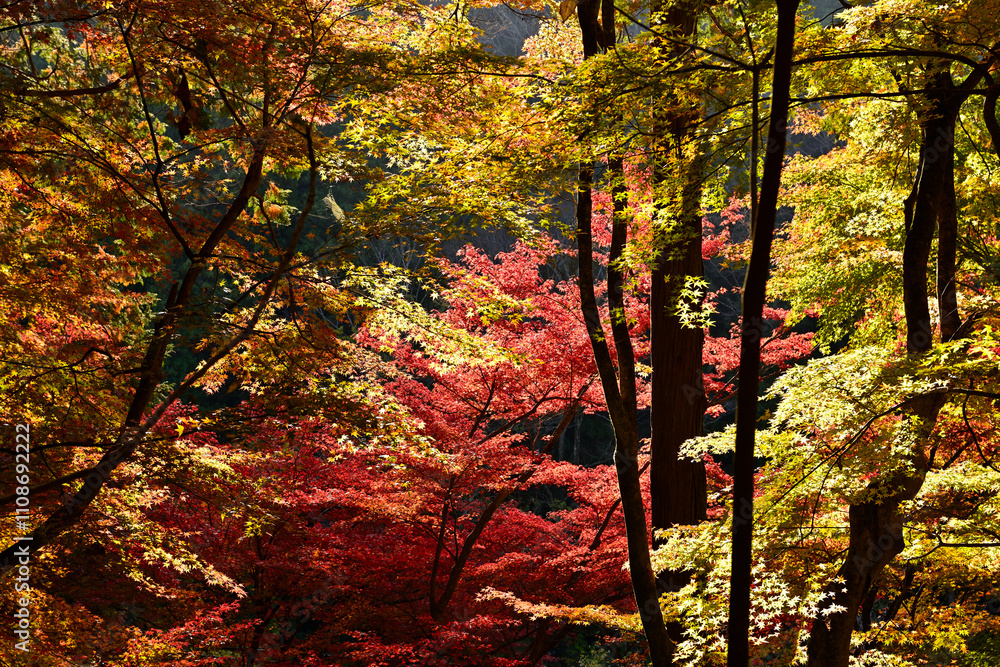 Obraz premium 紅葉した木々
