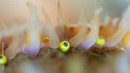 Mollusca Chlamys islandica, family Pectinidae under a microscope, order Pectinida. Visible mantle tentacles and eyes. White Sea photo