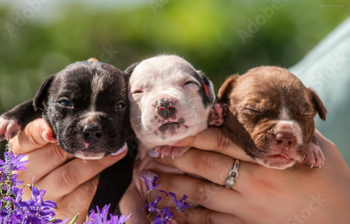 small cute pit bull puppies 2 weeks old in the arms of the owner against the backdrop of a green garden surrounded by flowers photo