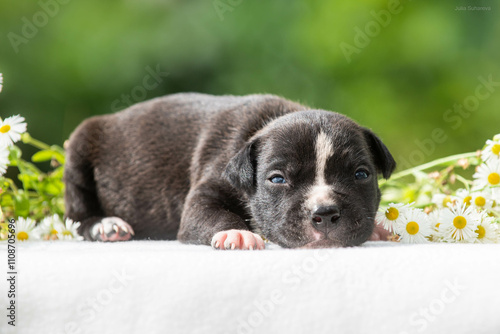 a small black puppy with white spots with closed eyes, 2 weeks old in the arms of the owner against the backdrop of a green garden surrounded by white daisies photo