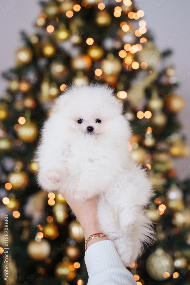 beautiful cute fluffy white little spitz puppies on a background of Christmas tree decorations lights beautiful cute fluffy white little spitz puppies on a background of Christmas tree decorations lights