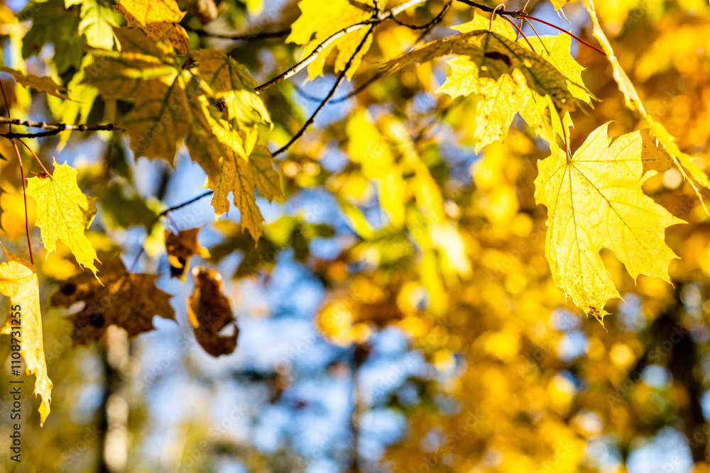 Obraz premium twigs with yellow maple leaves illuminated by sun