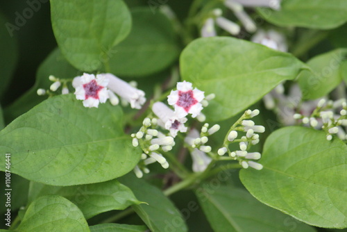 Wallpaper Mural Image of the lanterns blooming on the Daecheongcheon trail Torontodigital.ca