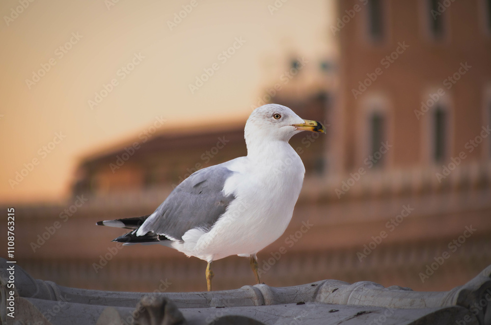 Fototapeta premium Seagull Against a Sunset Backdrop