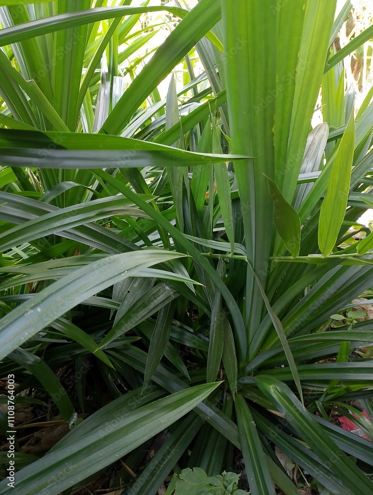 Fototapeta premium green leaves in the garden