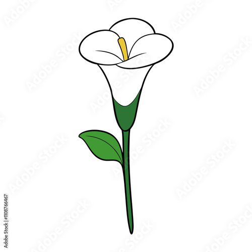 white flower in a arum lily