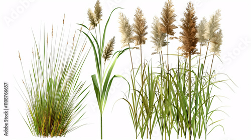 A cutout plant featuring reed grass. Cattail and bulrush isolated on a white background. High-quality clipping mask for professional compositions.