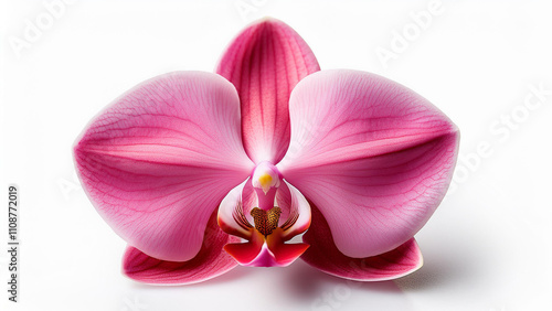 pink orchid isolated on white background
