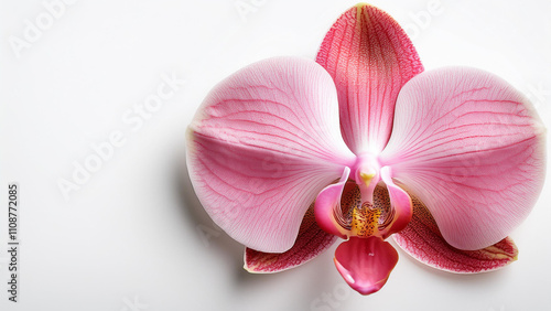 pink orchid on a white background