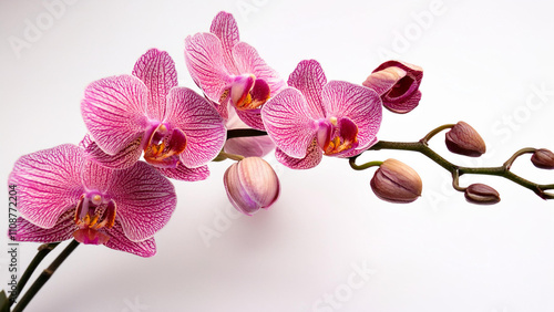 orchid on white