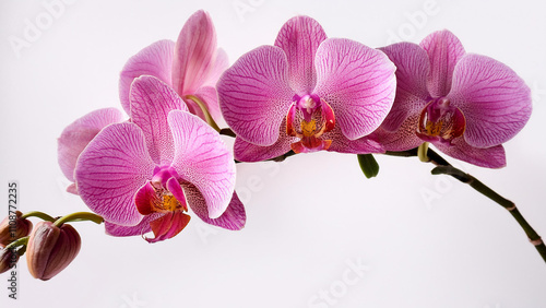 orchid isolated on white background