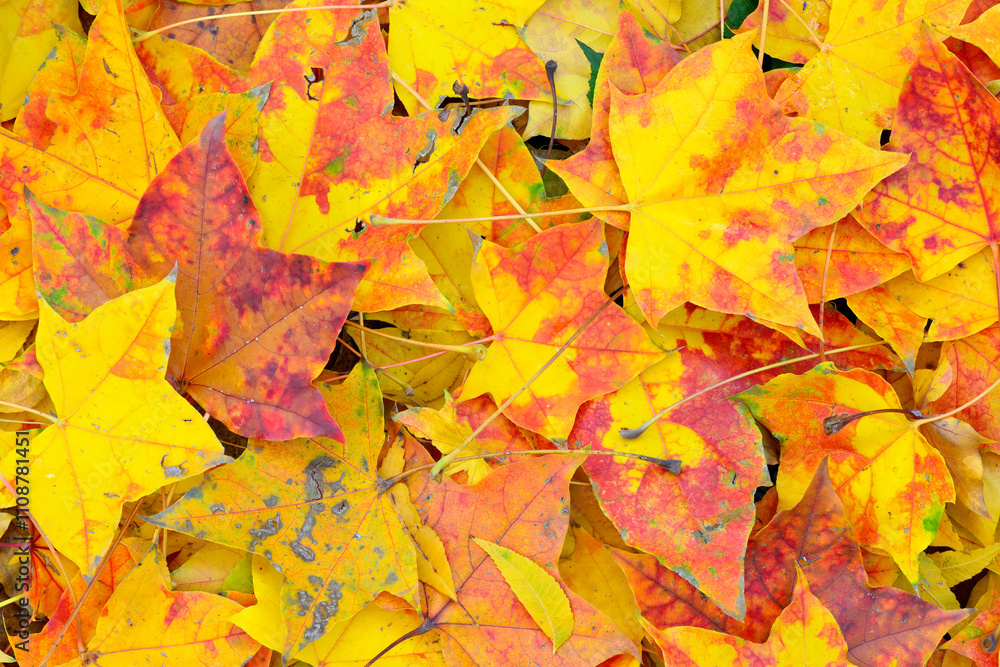 Autumn foliage details of trees and leaves changing color Autumn foliage details of trees and leaves changing color