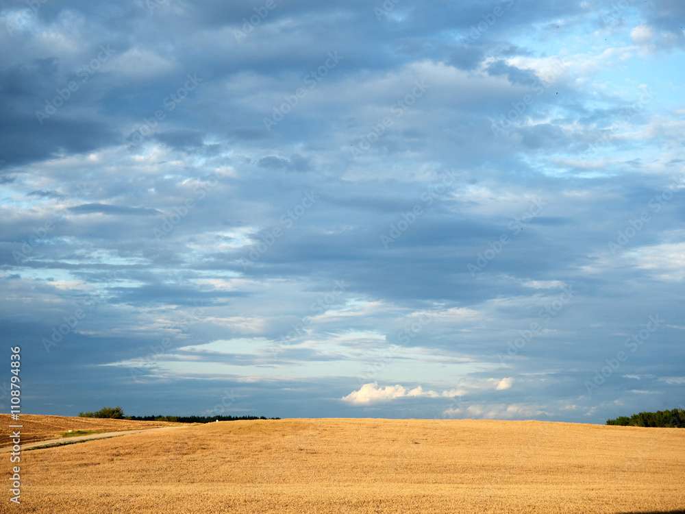 Fototapeta premium Rural pre-evening landscape. Field and sky