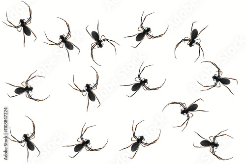 Spiders on transparent background