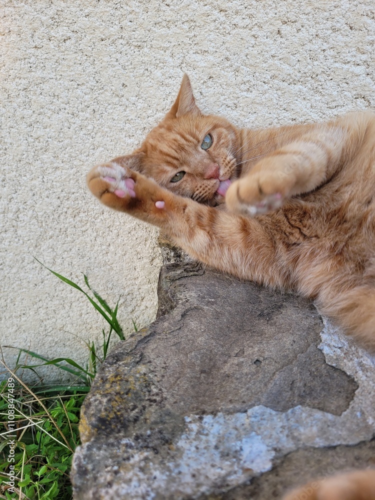 Fototapeta premium Chat