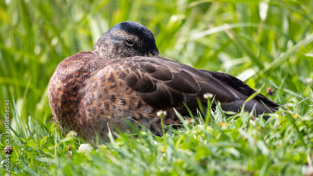 Fototapeta premium Close-up of a duck in green grass