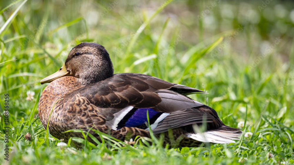 Fototapeta premium Close-up of a duck in green grass