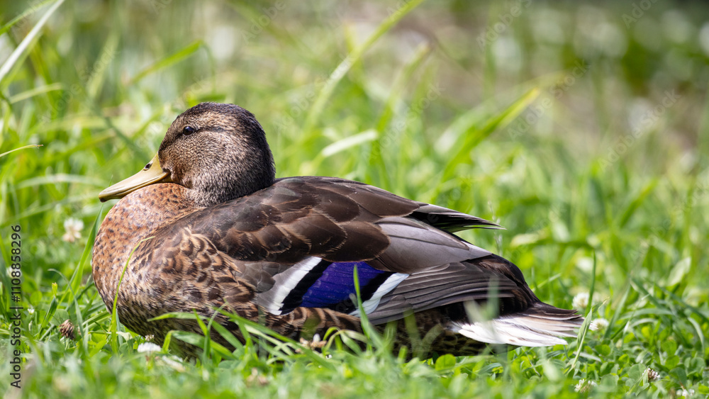 Fototapeta premium Close-up of a duck in green grass