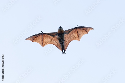 Flying Grey-headed flying fox with baby on body in Mullumbimby Australia Brunswick River photo