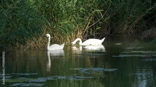 A swan pair swimming in water surrounded by lush green waterplants