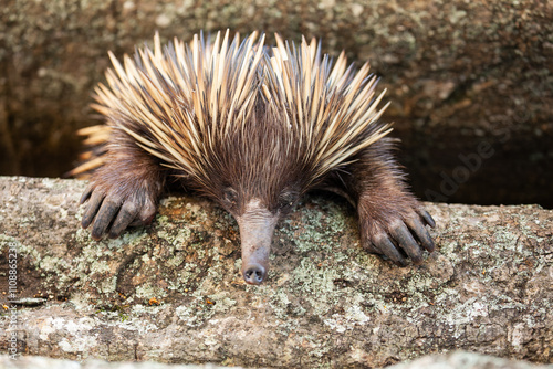 Tableau sur toile A short-beaked echidna (Tachyglossus aculeatus) at the root of the tree