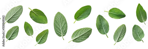 Fresh Green Leaves on Isolated Background Isolated on transparent background