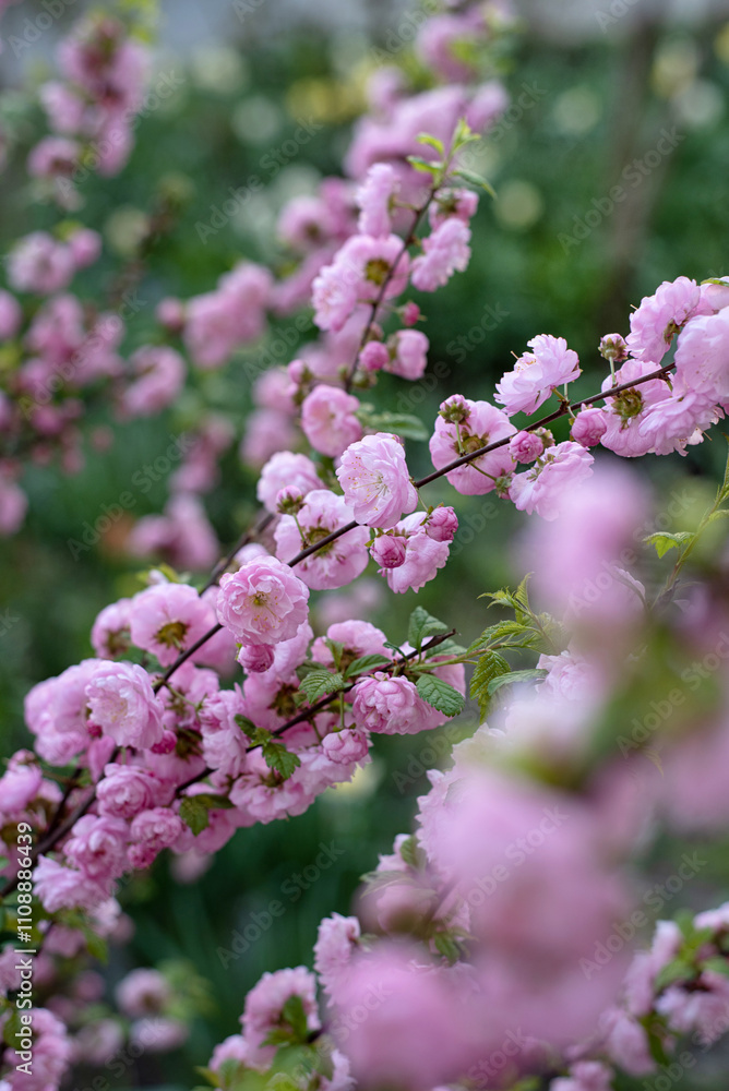 Beautiful branch of a flowering almond bush, pink spring flowers. Beautiful branch of a flowering almond bush, pink spring flowers.