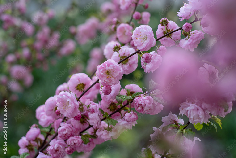 Beautiful branch of a flowering almond bush, pink spring flowers. Beautiful branch of a flowering almond bush, pink spring flowers.